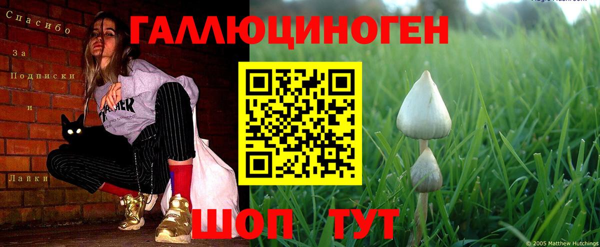 Великий Новгород  Псилоцибиновые грибы прущие грибы  Вход с VPN  Псилоцибиновые грибы GOLDEN TEACHER 